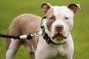 A ban on XL Bully dogs came into force in England and Wales in 2023 and Scotland will follow in August 2024.