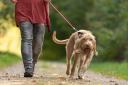 The RSPCA has shared some advice to dog owners to stop them pulling