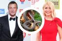 Celebrities could face some 'venomous' snakes in the jungle as well as black widow spiders and bats