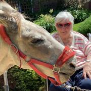 Clevedon care home residents visited by Charlie the donkey