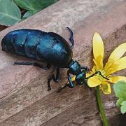 A black oil beetle