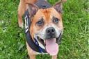 Shadow is a Staffordshire Bull Terrier cross looking to find his forever home this Christmas.