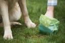 North Somerset Council has pledged to crack down on dog owners with its enforcement officers.
