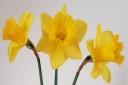 Nailsea and District Horticultural Society hosted its first virtual flower show on April 3.