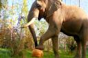 The brilliant harvest is thanks to the zoo's elephants and rhinos.