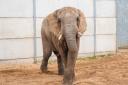 Uli, from Magdeburg, Germany, is now settling into Elephant Eden, the UK's largest elephant facility