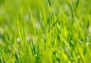 Young green fresh grass in spring. Greenery in sun. Abstract natural background.