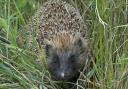 Portishead Town Council has agreed to erect hedgehog warning signs in the town.