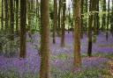 Bluebells at Goblin Combe near Cleeve ©  Martin Bodman, Geographic