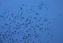 A murmuration of Starlings