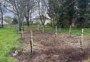 Portishead's new orchard will feature a variety of cooking and eating apples once the trees are fully grown