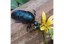 A black oil beetle
