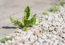 Weeds can be difficult to get rid of.