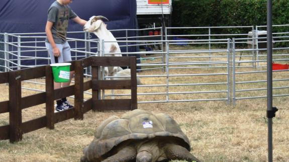 North Somerset Times: Aldabra Tortoises at Portishead Summer Show North Somerset Times: Aldabra Tortoises at Portishead Summer Show