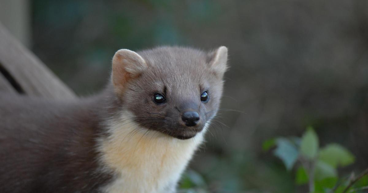 Pine martens successfully breeding in New Forest, hidden cameras show - Vimarsana News