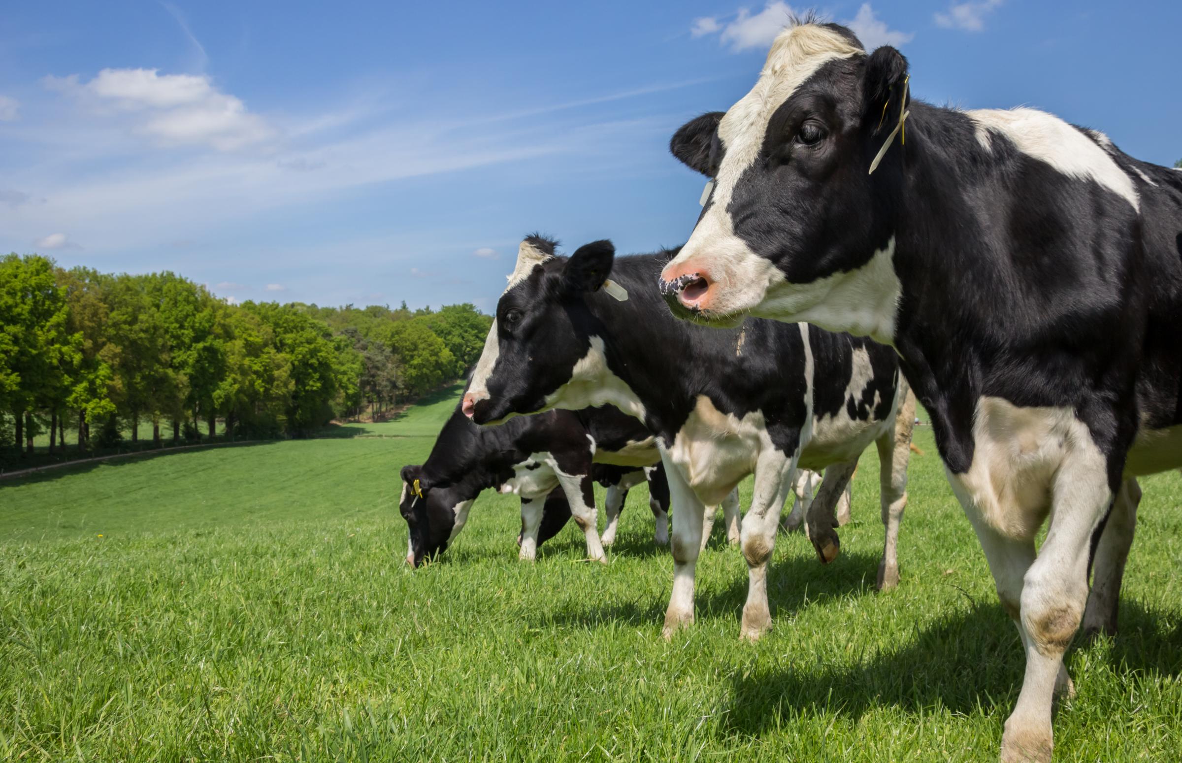 Holstein UK lifetime award given to Somerset farmer - Vimarsana News