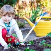 Growing your own organic vegetables can be fun for all ages. Picture: Getty Images/iStockphoto