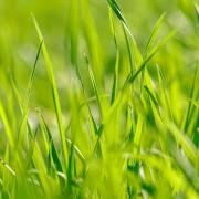 Young green fresh grass in spring. Greenery in sun. Abstract natural background.