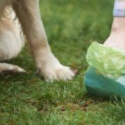 North Somerset Council has stepped up efforts to stop dog fouling from blighting its towns.