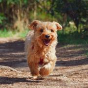 Here is a list of some of the best dog-friendly walks within an hour’s drive of Weston.