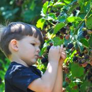 Child picking and eating ripe blackberry