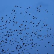 A murmuration of Starlings