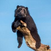 Spectacled bears have highly distinctive looks.