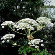 Giant hogweed stung a man as he went to retrieve a football from a bush