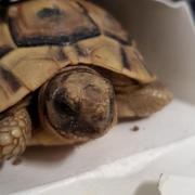 The tortoises were found by Border Force officers.