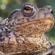 The group says toads, frogs, and newts move when there are mild temperatures together with rain