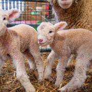 The North Somerset zoo was filled with joy as it signalled the beginning of lambing season