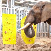 Three elephants currently call the enclosure home.