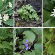 Primrose (Primula vulgaris), navelwort (Umbilicus rupestris), wild garlic (Allium ursinum), stinging nettle (Urtica dioica L.) , violet (Viola odorata),  hawthorn Crataegus monogyna)