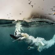 A northern gannet dives to catch mackerel RICHARD SHUCKSMITH