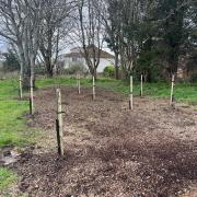 Portishead's new orchard will feature a variety of cooking and eating apples once the trees are fully grown