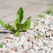 Weeds can be difficult to get rid of.