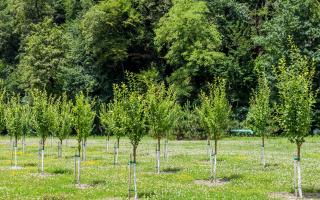 North Somerset Council has been granted funding to plant thousands of trees.