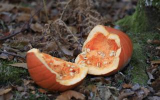 Pumpkins are not natural to the forest.