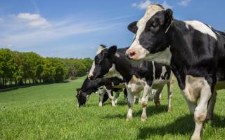 Holstein cows, stock image.