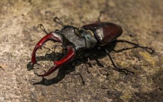 Stag beetles spend the first five to seven years of their lives underground.